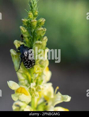 Scarabeo di rosa maculato bianco o fogliame maculato del Mediterraneo Oxythyrea funesta Foto Stock