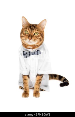 Il gatto in una camicia e una cravatta ad arco su uno sfondo bianco è isolato. Foto Stock
