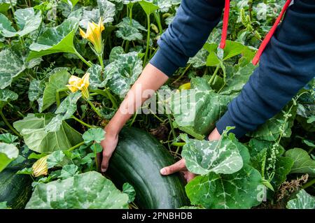 Vista dall'alto dell'irriconoscibile agricoltore in maniche intere che raccoglie midollo maturo con entrambe le mani dalle piante con fiori gialli dal campo agricolo Foto Stock