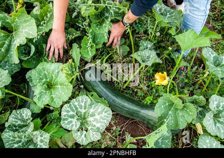 Vista dall'alto dell'irriconoscibile agricoltore in maniche intere che raccoglie midollo maturo con entrambe le mani dalle piante con fiori gialli dal campo agricolo Foto Stock
