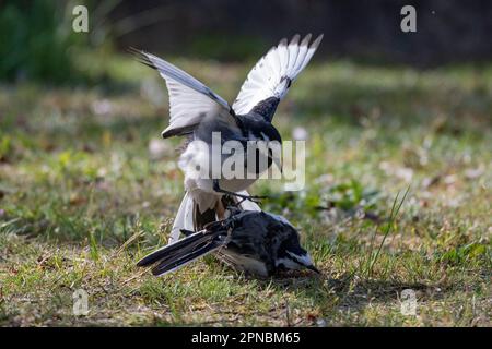 Un paio di carri con dorso nero trova l'opportunità di sposarsi in un parco giapponese nel bel mezzo della primavera. Foto Stock