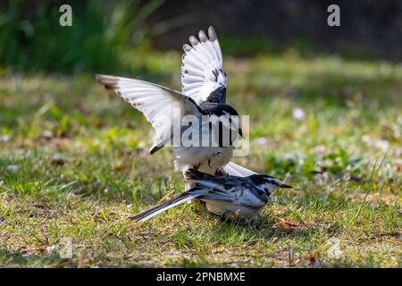 Un paio di carri con dorso nero trova l'opportunità di sposarsi in un parco giapponese nel bel mezzo della primavera. Foto Stock