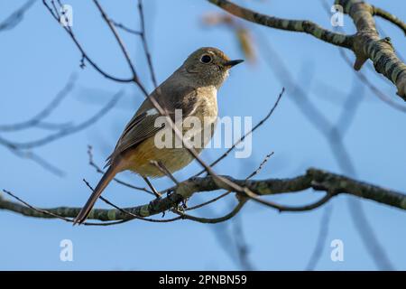 Una femmina Dauria Redstart visto nei giardini giapponesi Cherry Blossom. Foto Stock