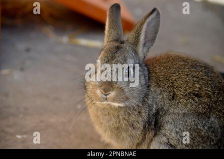 Ritratto di coniglio animale domestico marrone, con spazio di copia a lato Foto Stock