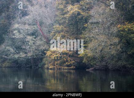 La foresta ripariale autunnale si affaccia sul fiume Minho vicino a Lugo Galicia Foto Stock