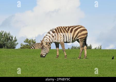 Animali Zebra nel parco selvatico FOTA Cork Irlanda Foto Stock