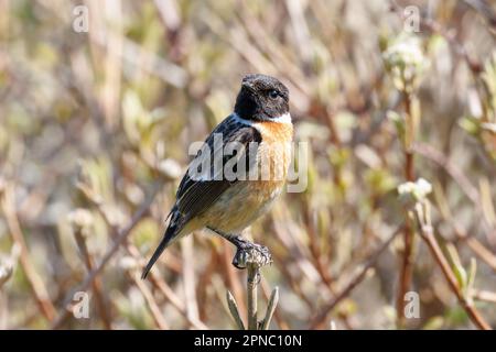 Stonechat maschio (sassicola torquata) Sussex, UK Foto Stock