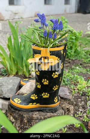 Stivali di gomma piantati con fiori sul lato della strada Foto Stock