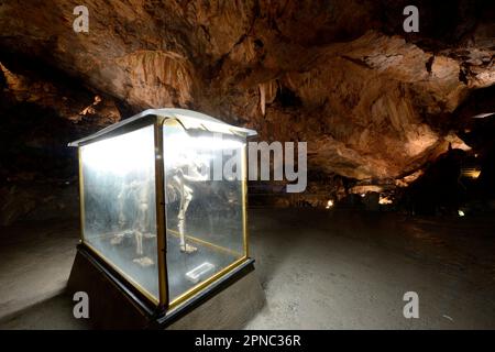 Una ricostruzione scheletrica è visibile al pubblico nella Sala dell’Orso, o sala dell’orso della milza. La grotta di Bossea fu la prima meta turistica italiana ca Foto Stock