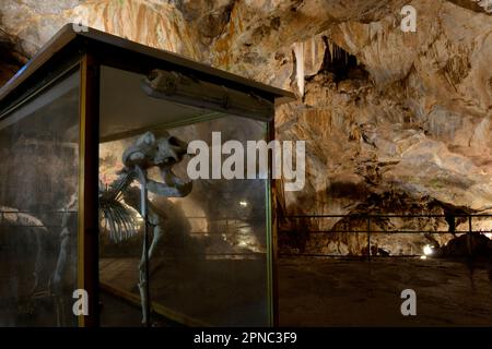 Una ricostruzione scheletrica è visibile al pubblico nella Sala dell’Orso, o sala dell’orso della milza. La grotta di Bossea fu la prima meta turistica italiana ca Foto Stock