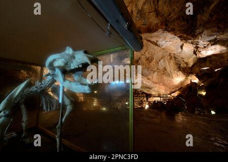 Una ricostruzione scheletrica è visibile al pubblico nella Sala dell’Orso, o sala dell’orso della milza. La grotta di Bossea fu la prima meta turistica italiana ca Foto Stock