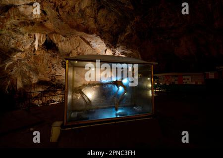 Una ricostruzione scheletrica è visibile al pubblico nella Sala dell’Orso, o sala dell’orso della milza. La grotta di Bossea fu la prima meta turistica italiana ca Foto Stock