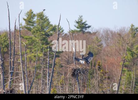 Grande airone blu vola al suo nido in un rookery airone a bordo di uno stagno vicino Ottawa, Canada Foto Stock