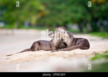 Una famiglia di lontre con rivestimento liscio riafferma i legami familiari mentre riposano su una spiaggia lungo la costa di Singapore Foto Stock