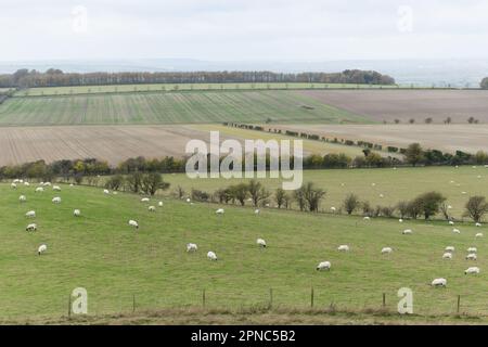 The Ridgeway il 11th novembre 2022 ad Avebury, Wiltshire. Credit: Notizie SMP Foto Stock