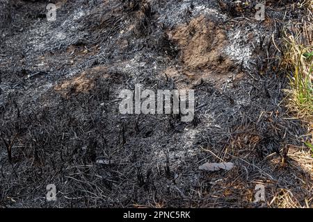 Sottobosco di foresta bruciato con erba e cenere, fuoco di foresta. Bruciare l'erba in primavera è un grave problema ambientale. Foto Stock