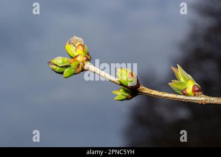 Grandi germogli verdi rami. Foglie verdi giovani che escono da germogli verdi spessi. rami con nuovo fogliame illuminato dal sole del giorno. Primo giorno di primavera. Foto Stock