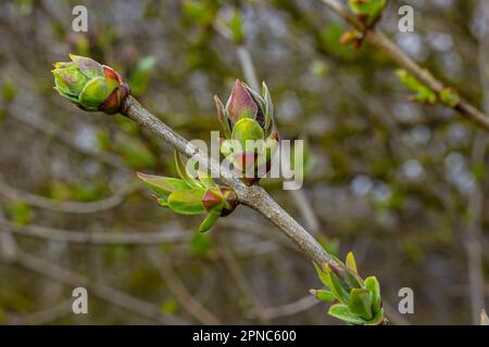 Grandi germogli verdi rami. Foglie verdi giovani che escono da germogli verdi spessi. rami con nuovo fogliame illuminato dal sole del giorno. Primo giorno di primavera. Foto Stock