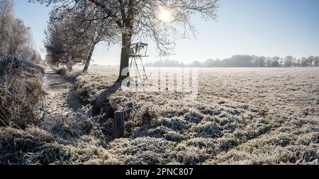 Albero in piedi o in piedi per la caccia al cervo, sullo sfondo del campo, cielo blu e sole, mattina presto gelida. Bellissimo paesaggio rurale. Foto Stock