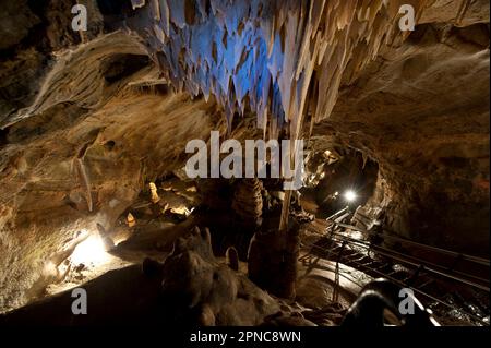 Nella grotta di Toirano sono presenti resti di Ursus spelaeus, l'orso della grotta e dell'uomo preistorico. Savona; Liguria; Italia Foto Stock