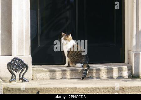 Londra, Regno Unito. 18th aprile 2023 dopo una mattinata intensa al sole, Larry il gatto di Downing St aspetta di tornare all'interno dell'edificio. Bridget Catterall AlamyLiveNews Foto Stock