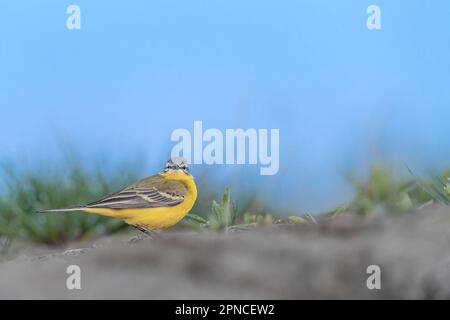 Guardando la macchina fotografica, ritratto d'arte della coda di coda gialla occidentale (Motacilla flava) Foto Stock