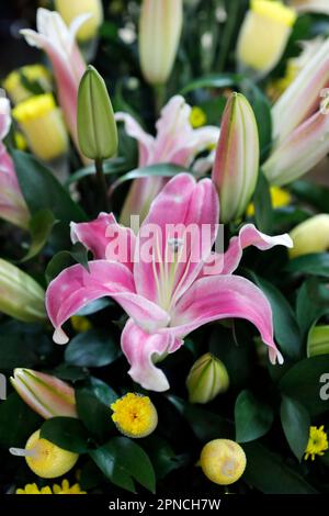 Tempio buddista Thien Quang Co Tu. Fiori di giglio rosa. Tan Chau. Vietnam. Foto Stock