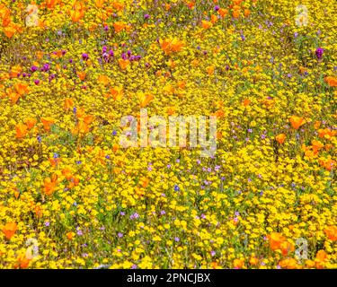 14 aprile 2023, Lancaster, CA, USA: Papaveri e Goldfields fiori selvatici fioriscono sul lato della strada a Lancaster, CA. Foto Stock