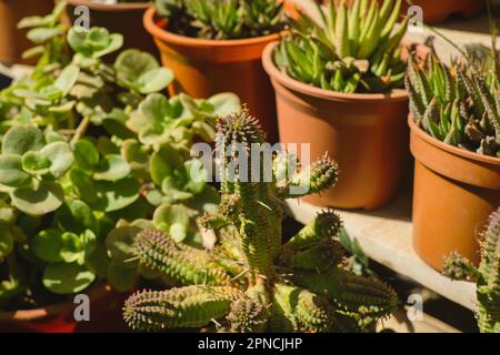 Una collezione di piante diverse in vasi di terracotta, Euphorbia mammiferi con altre piante. Foto Stock