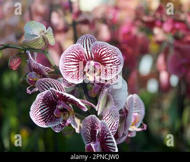 Phalaenopsis (Moth Orchid) Orchidea in piena fioritura, che cresce in una serra commerciale durante l'estate Foto Stock