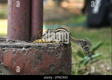 18 aprile 2023, Nuova Delhi, Delhi, India: Uno scoiattolo mangia il cibo si sgretola su una strada a Nuova Delhi, India il 18 aprile 2023. (Credit Image: © Kabir Jhangiani/ZUMA Press Wire) SOLO PER USO EDITORIALE! Non per USO commerciale! Foto Stock