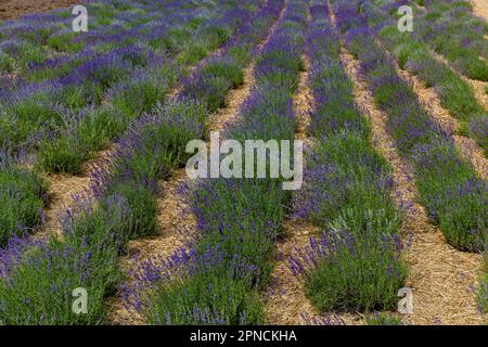 Campo con lavanda viola fiorente. Cespugli di lavanda sono piantati in file lunghe. Foto Stock