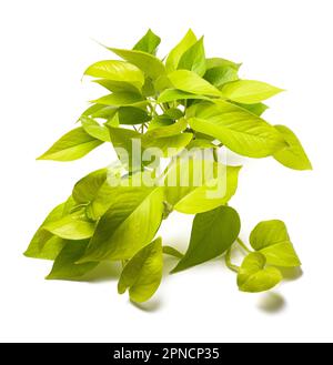 Neon pothos pianta isolata su sfondo bianco Foto Stock