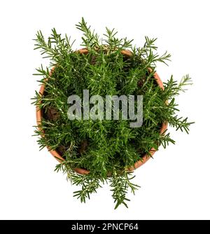 Il rosmarino piante in vaso isolato su sfondo bianco Foto Stock