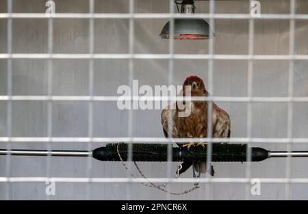 Rapace in cattività, dietro le sbarre e sotto una lampada Foto Stock