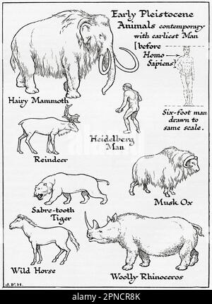 Diagramma degli animali del Pleistocene iniziale contemporanei con l'uomo più antico, prima di Homosapiens, compreso il mammut peloso, le renne, la tigre di Sabre-dente, Wild Horse, Woolly Rhinoceros, Musk Ox e Heidelberg Man. Mostrato nel diagramma un uomo di sei piedi disegnato sulla stessa scala di altre figure. Dal libro Outline of History di H.G. Wells, pubblicato nel 1920. Foto Stock