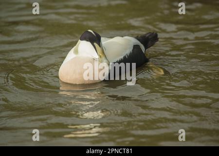 Anatra comune, Somateria mollissima, su un lago a Slimbridge, Inghilterra, Regno Unito Foto Stock