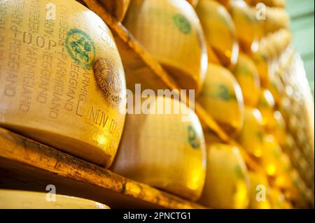 Produzione di Parmigiano Reggiano presso il caseificio Hombre, Modena, Emilia Romagna, Europa, Italia Foto Stock