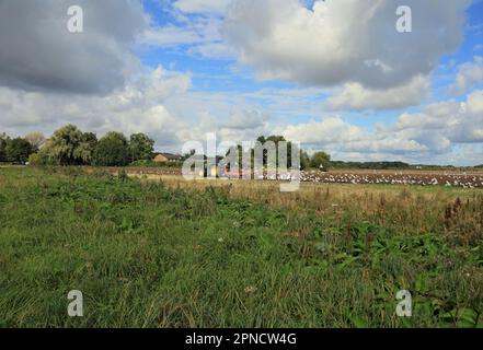 Autunno aratura con gabbiani seguenti Rufford Lancashire Inghilterra Foto Stock