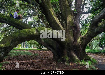 Man in a Tree, Albert Park, Auckland, North Island, Nuova Zelanda Foto Stock