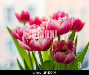 Monaco, Germania. 16th Apr, 2023. Fiori recisi sono in un vaso da una finestra. Credit: Jacqueline Melcher/dpa/Alamy Live News Foto Stock