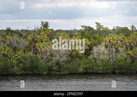 Sarasota, Stati Uniti. 17th Apr, 2023. Vista sulle palme sulle rive del fiume Manatee. Credit: SOPA Images Limited/Alamy Live News Foto Stock