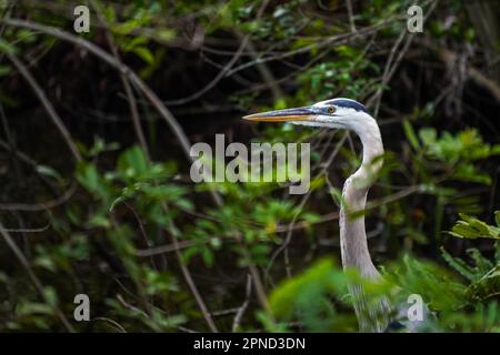 Sarasota, Stati Uniti. 17th Apr, 2023. Un grande airone blu (Ardea herodias) riposa in uno stagno. (Foto di Camilo Freedman/SOPA Images/Sipa USA) Credit: Sipa USA/Alamy Live News Foto Stock