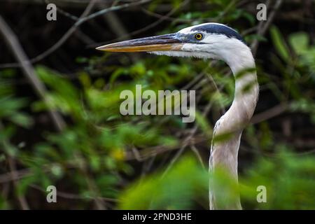 Sarasota, Stati Uniti. 17th Apr, 2023. Un grande airone blu (Ardea herodias) riposa in uno stagno. (Foto di Camilo Freedman/SOPA Images/Sipa USA) Credit: Sipa USA/Alamy Live News Foto Stock