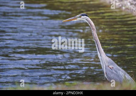 Sarasota, Stati Uniti. 17th Apr, 2023. Un grande airone blu (Ardea herodias) riposa in uno stagno. (Foto di Camilo Freedman/SOPA Images/Sipa USA) Credit: Sipa USA/Alamy Live News Foto Stock