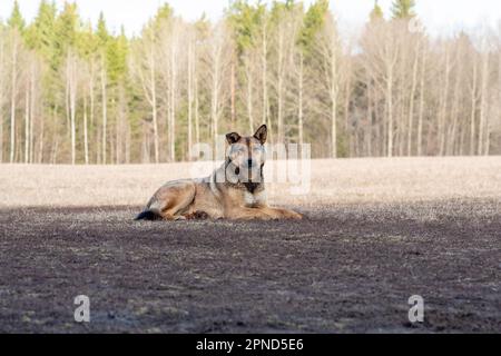 il cane randagio sta riposando su un campo primaverile Foto Stock