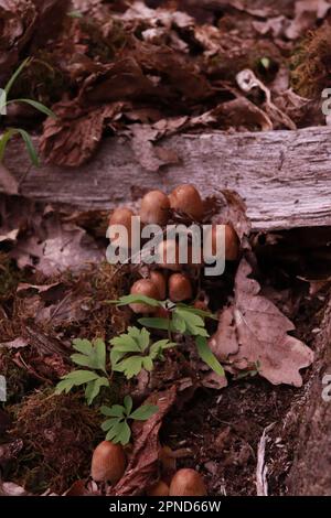 Gruppo di piccoli funghi bruni trovati nelle foreste vicino Lacul Ursul a Sovata - Romania Foto Stock