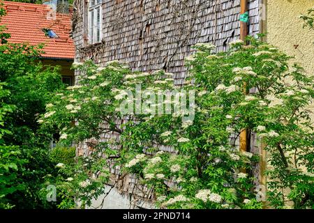 Struttura di edificio a forma di arbusto con cespuglio fiorito di fronte. Schindelgedeckte Gebäudestruktur mit blühendem Holunderbusch davor. Foto Stock