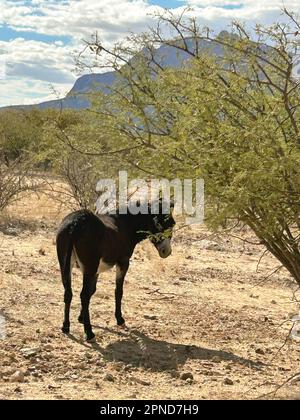 Asino nella natura selvaggia della Namibia Foto Stock