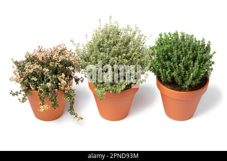 Pentole in ceramica con una variazione di diverse piante di timo fresco isolate su fondo bianco Foto Stock